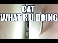 Our cat is dumb