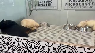 Pet store owner accused of breaking ‘puppy mill’ ordinance faces arrest after skipping trial