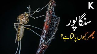 Why Singapore Loves Mosquitoes? | Singapore Mosquito Factory | YouTube Shorts 003 | #Shorts