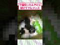 【2ch面白いスレ】子猫が…助けクレメンス#2ch #2ch面白いスレ
