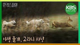 야생 들개, 고라니 사냥 [2021-2022 UHD환경스페셜 10편 최후변론, 들개] / KBS 20210506 방송