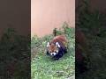 #shorts お誕生日おめでとう🎊 本日の風太くん(14:45〜扉開放！) レッサーパンダ　千葉市動物公園にて　2026年7月5日