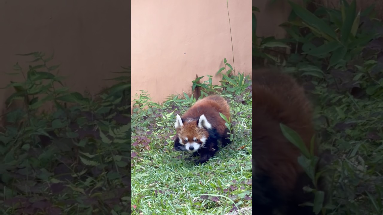 #shorts お誕生日おめでとう🎊 本日の風太くん(14:45〜扉開放！) レッサーパンダ　千葉市動物公園にて　2026年7月5日