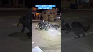 Dangerous police  dog chase! Dog attacks Robbery suspect!  #dog #viralvideo #viralshorts