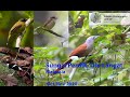 Birding at Sungai Perdik, Hulu Langat, Malaysia