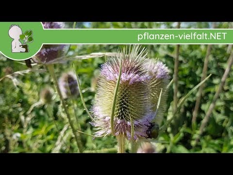 Video: So Bestimmen Sie Den Namen Einer Pflanze