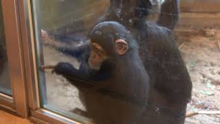 July 2021 Tama zoo chimps How to spend a rainy day 雨の日の過ごし方