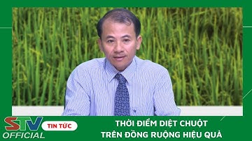 STV - Thời diểm diệt Chuột trên đồng ruộng hiệu quả