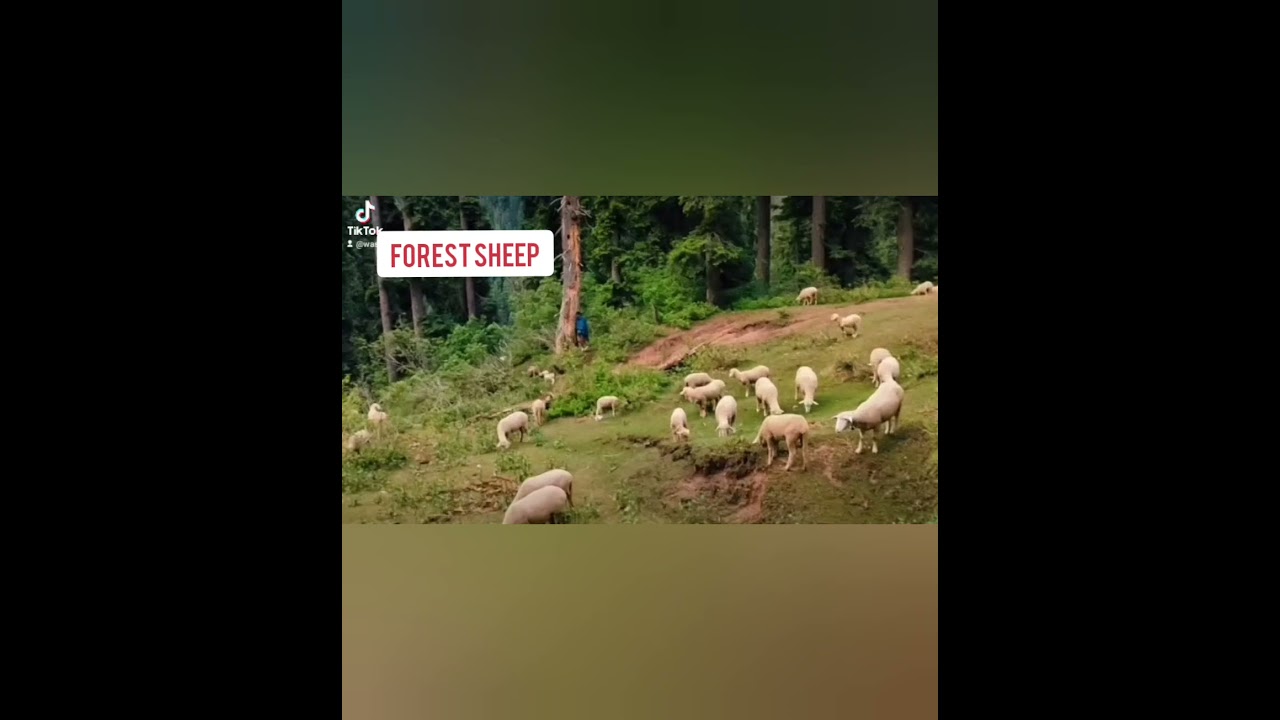 Jorogo|Waterfall|Swat|Valley|Green|Valley|Trip|With|Buddy|