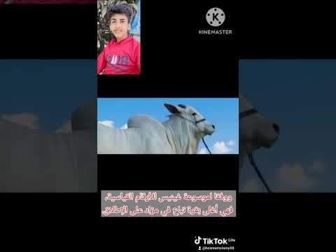 سعر اغلى بقرة في العالم وصل سعرها 4 5 ملايين دولار