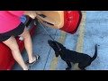 Puppy in Ferrari 458 Spider