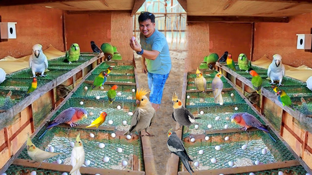 Гениальные методы выращивания и разведения птиц! Мой естественный вольер с кореллами и их птенцами