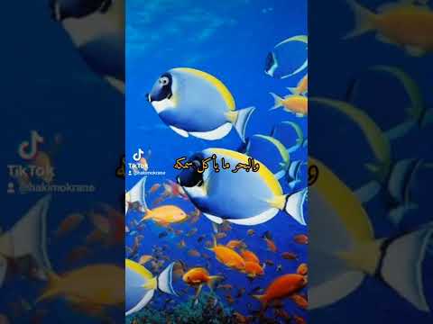 الإنسان معطاء الشيخ عبد الرحمن الباهلي