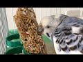 愛鳥がエサを食べる動画