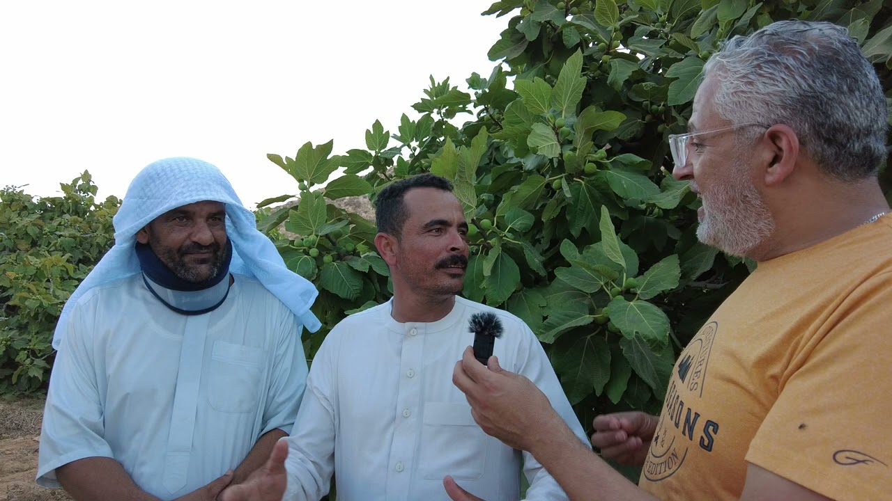 والتين والزيتون ( زراعة التين علي مياه الأمطار في مطروح )