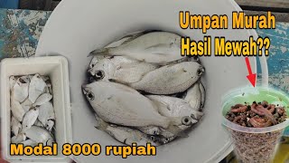 Wajib di Coba!! Umpan gacor untuk ikan Muduk/ Kapasan || kecil tapi mengerikan