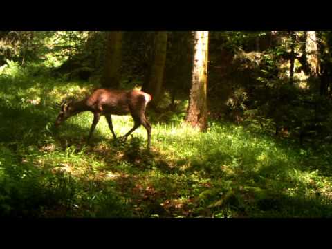 ირემი  ბორჯომ-ხარაგაულის ეროვნულ პარკში | Borjomi-Kharagauli National Park