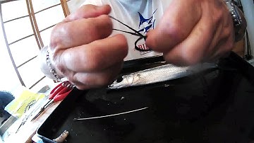 Rigging a Naked Circle Hook Ballyhoo