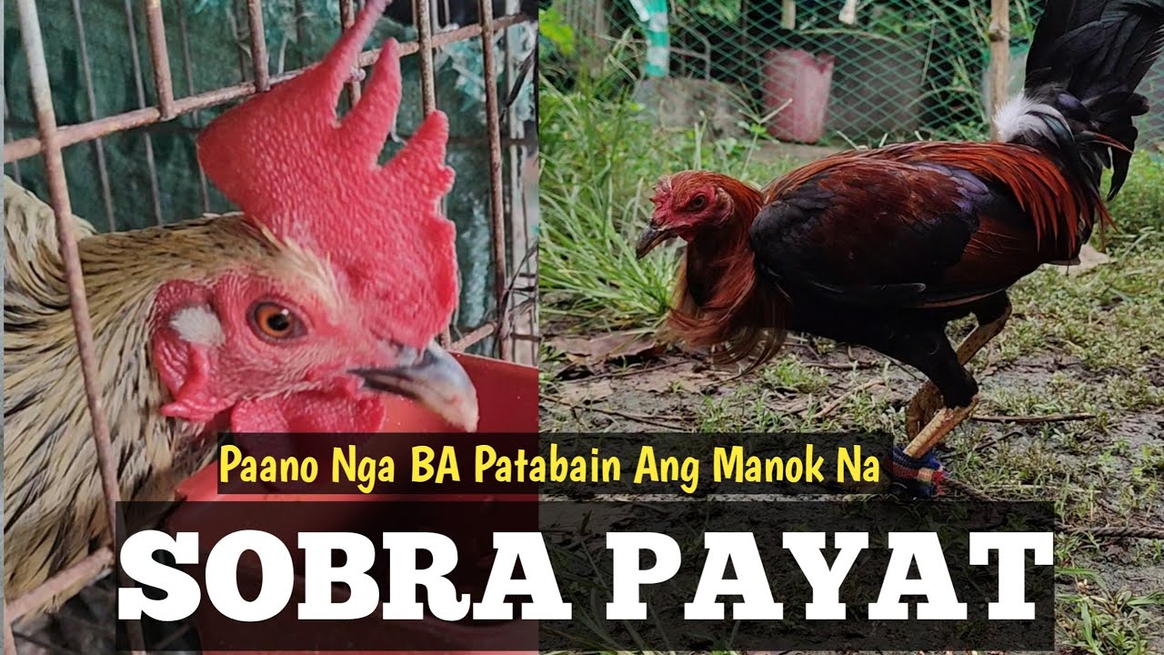 Paano nga Ba Patabain Ang Manok na Sobrang Payat | Linyad ng Mamay 