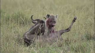 افتراس الضبع لحيوان النو وياكله حيا - Hyena eat wildebeest alive (ماساي مارا 2022) 4k 60p
