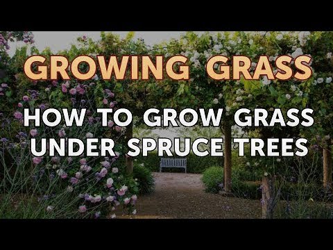 How to Grow Grass Under Spruce Trees