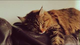 ? sleep within seconds from purring cat asmr |cozy ambience| no ads purringcat catlover catasmr
