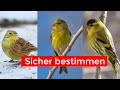 Gelbe Vögel sicher unterscheiden | Goldammer, Girlitz, Erlenzeisig