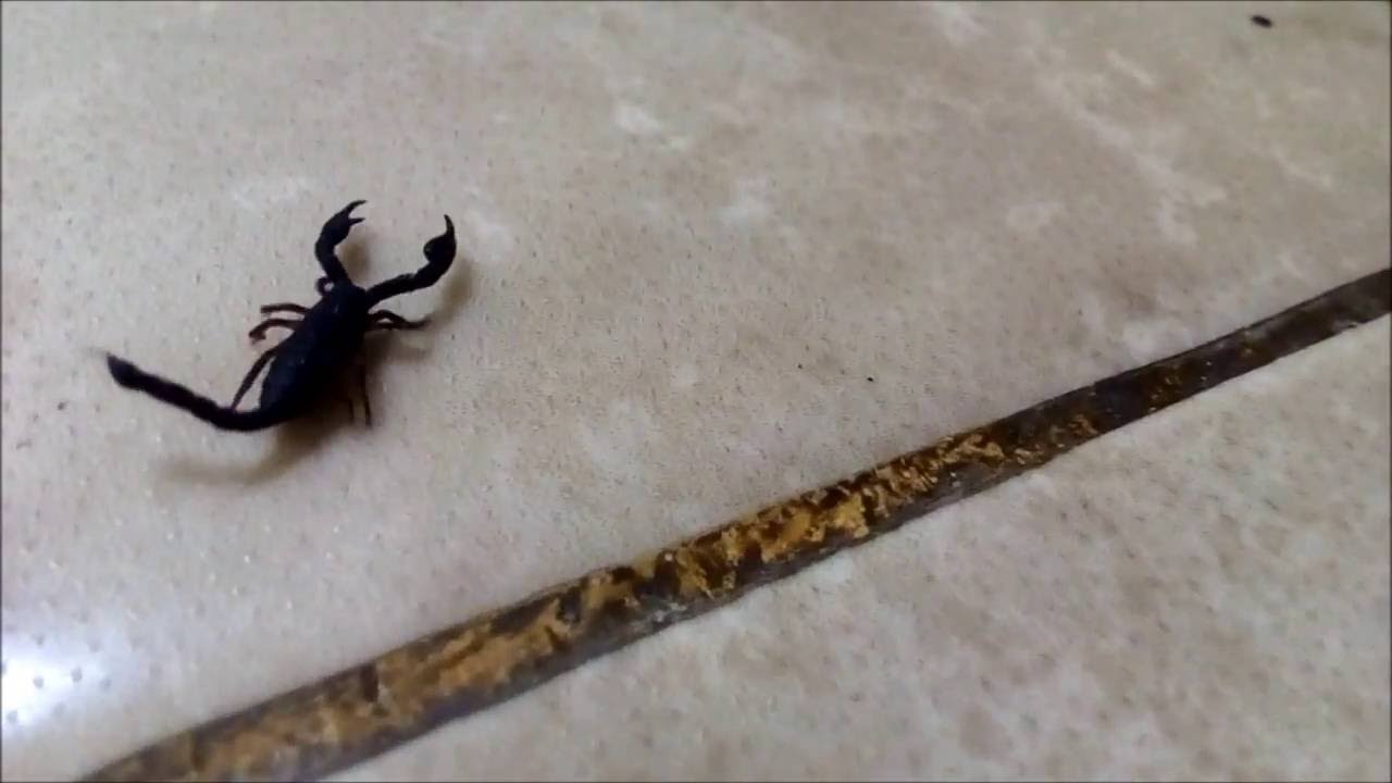 Hati Hati Mungkin Kalajengking Jenis Ini Ada Di Dalam Rumah Anda Youtube