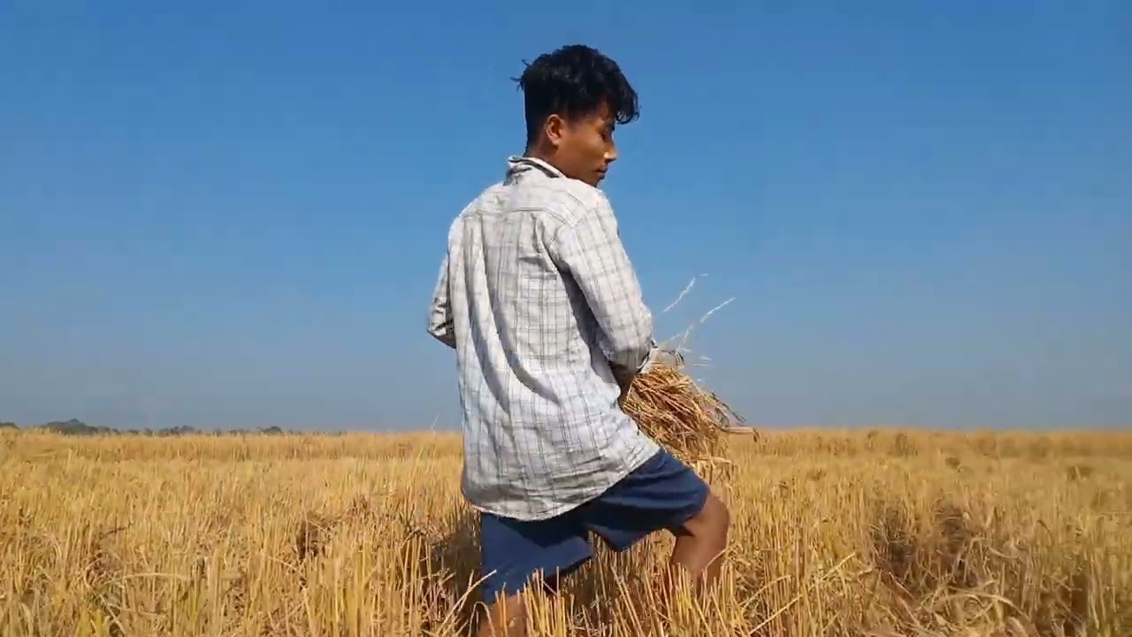 পকা ধানৰ মাজে মাজে ৰ'দৰ চেঙনি