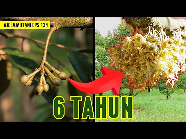 Kembalikan Produktivitas Durian Dengan Program Pembungaan Dari Meroke Tetap Jaya | JelajahTani #134 class=