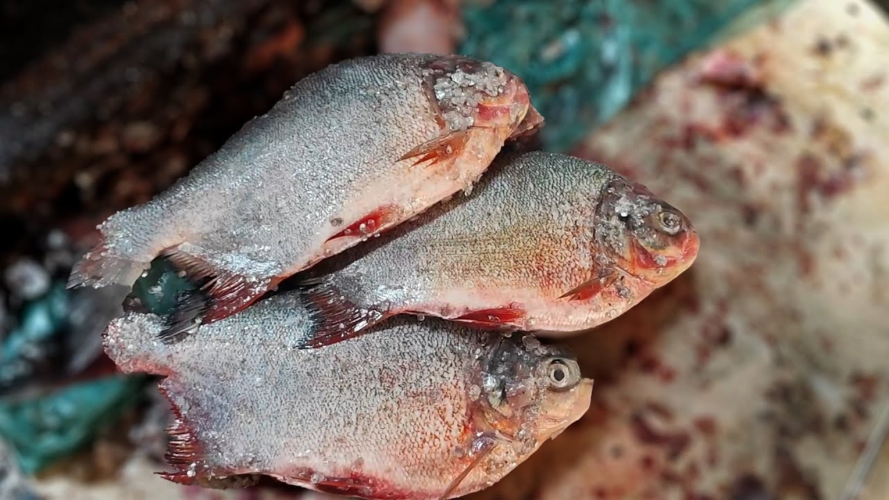 FRESH WATER POMFRET FISH CUTTING SKILLS IN ZAM BAZAR FISH MARKET 