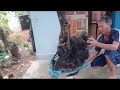 M360 gl cây mun sừng 950k LH 0707713796 Khương bonsai 