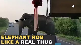 Elephant Rob Truck Driver On Highway l Animals Stealing Food l Indian Wild Elephant On Street Funny by I See 65 views 1 year ago 46 seconds