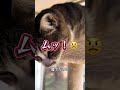 猫の愚痴が止まらない〜#サザンオールスターズ #替え歌 #ほごねこと暮らす #猫好きさんと繋がりたい