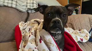 Ky shelter dog, to service dog, to forever home