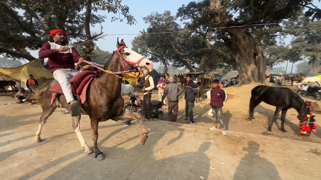 45+ ki speed ghode ki 😱😱 public hue shock mele mai… #horse #horserace #fair #viral #subscribe 