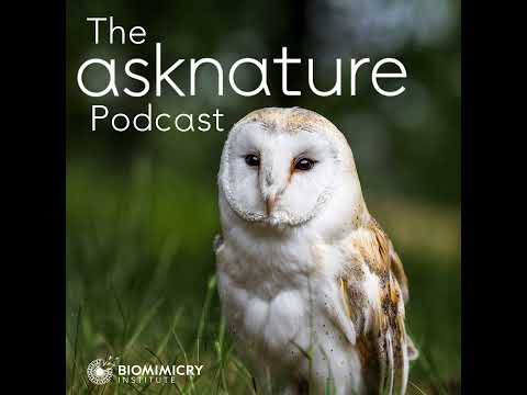 Bonus Episode! Biomimetic (Sound) Design and Scoring 101