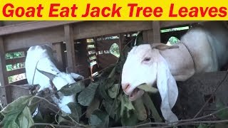 Goat Eat Jacktree Leaves - YouTube