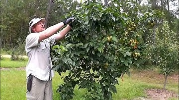 HOW TO SUMMER PRUNE APPLE AND PEAR TREES