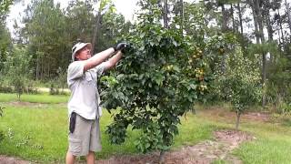 HOW TO SUMMER PRUNE APPLE AND PEAR TREES screenshot 3