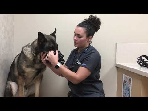 How to fit a muzzle