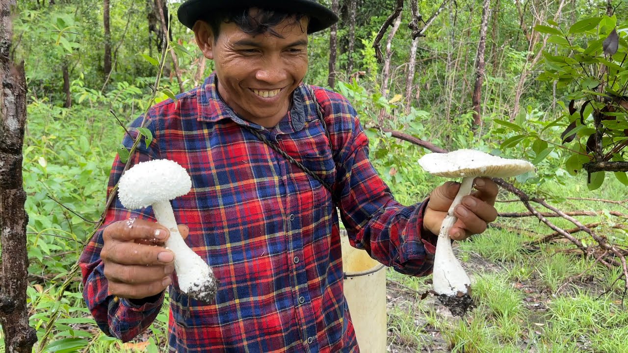 ដើរដកផ្សិតមកបបរគ្រឿងមាន់ឆ្ងាញ់ពិសេស MUSHROOM ON ISLAND UNDER RAINING IS BEAUTIFUL BEST 4K VIDEO