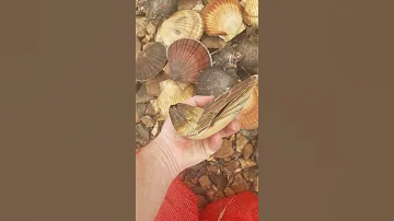 Гребешок приморский и японский и