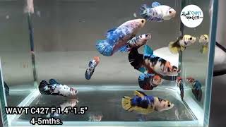 Download Lagu (WAV-427) Sorority Group(10 Fish) Koi Galaxy Mix Plakat Female Betta MP3