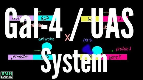 Gal4-UAS System In Drosophila |