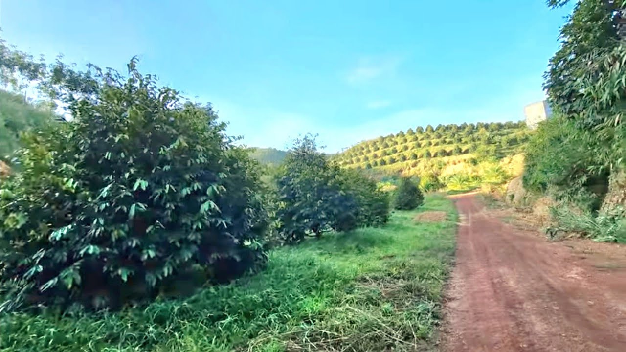 NHỮNG ĐIỀU NÀY HÓA CHẤT KHÔNG HỀ  BIẾT. VƯỜN RẤT QUEN = 1.700 CÂY. 0918 456 457- 0375 456 457