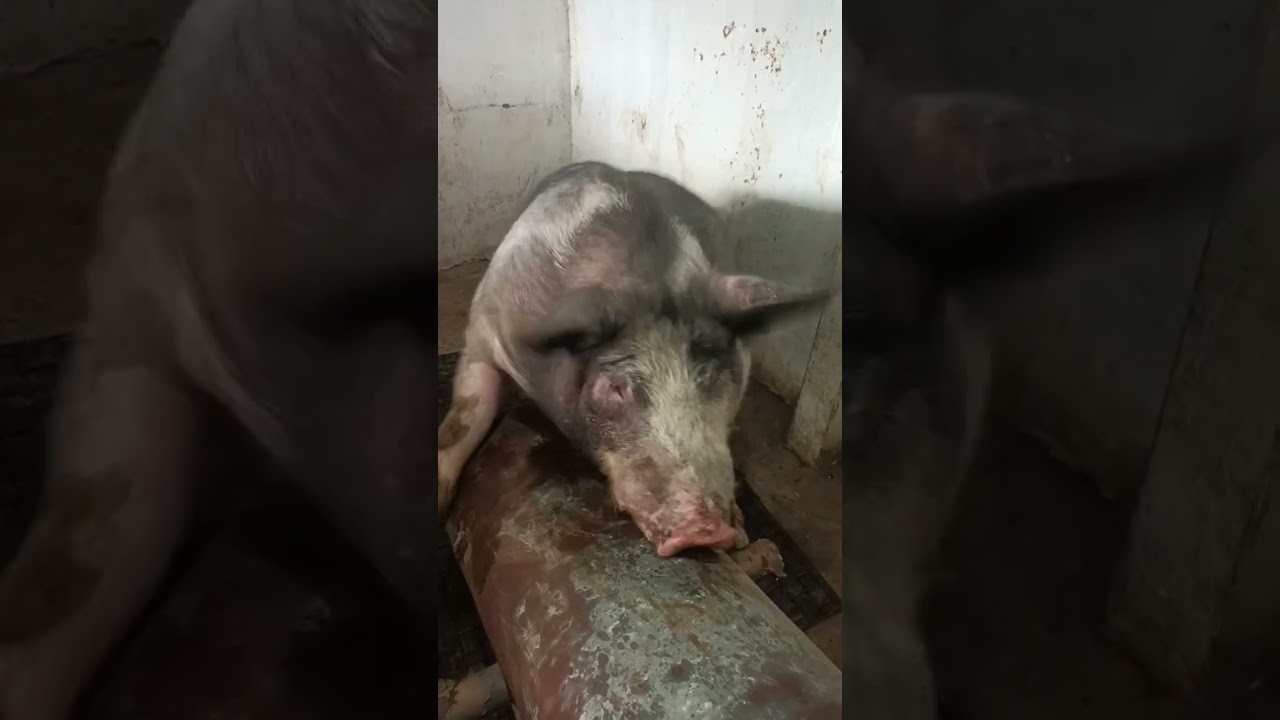 mira este dato los cerdos son inteligentes 