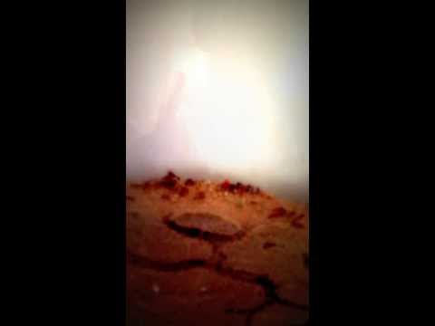 What do ants do with their dead?