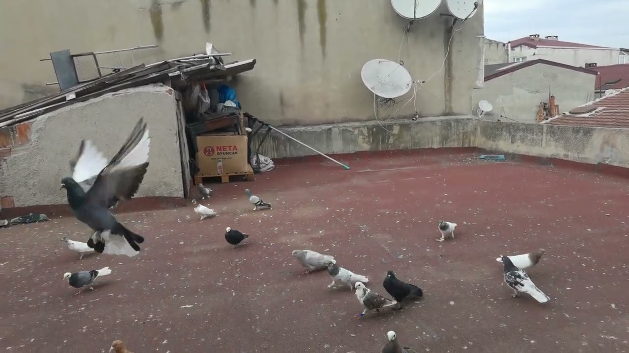 Mavi MARDİN KAÇAK BU ARALAR MARDİN GELİYOR