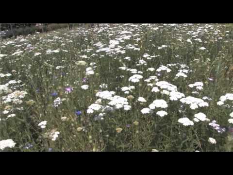 Vidéo: Quelle est la différence entre un pré et une prairie ?